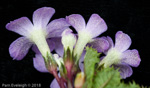 <i>Primula gracilipes </i>