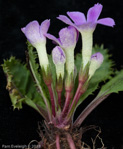 <i>Primula gracilipes </i>