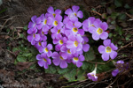 <i>Primula gracilipes </i>