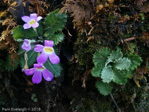 <i>Primula gracilipes </i>