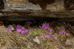 <i>Primula gracilipes </i>