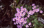 <i>Primula gracilipes </i>