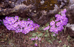 <i>Primula gracilipes </i>