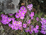 <i>Primula gracilipes </i>