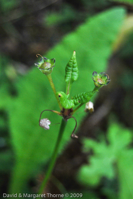 <i>Primula griffithii </i>