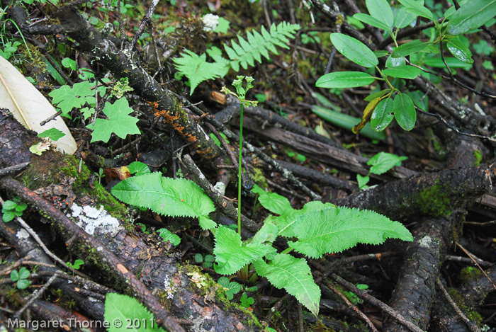 <i>Primula griffithii </i>