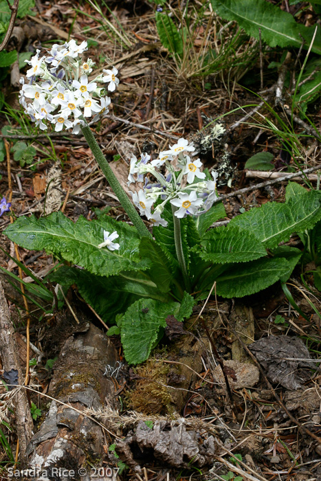<i>Primula griffithii (alba) </i>