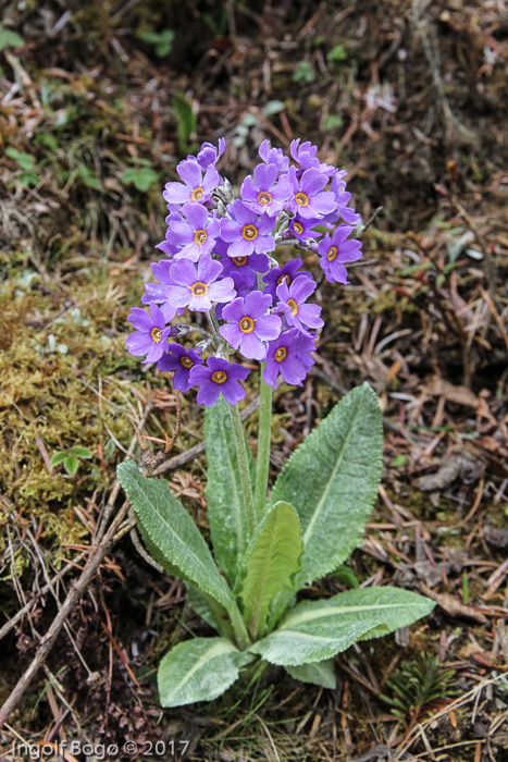 <i>Primula griffithii </i>