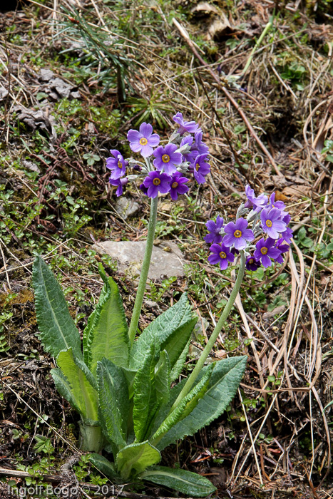 <i>Primula griffithii </i>