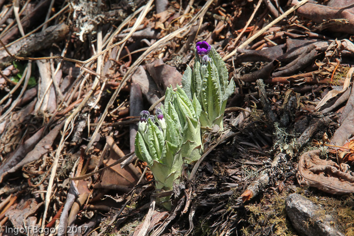 <i>Primula griffithii </i>