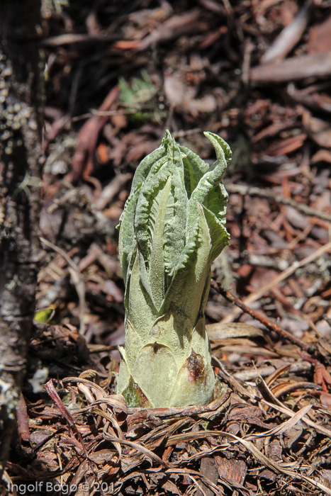 <i>Primula griffithii </i>