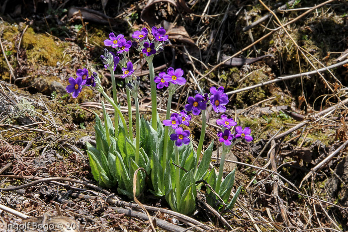 <i>Primula griffithii </i>