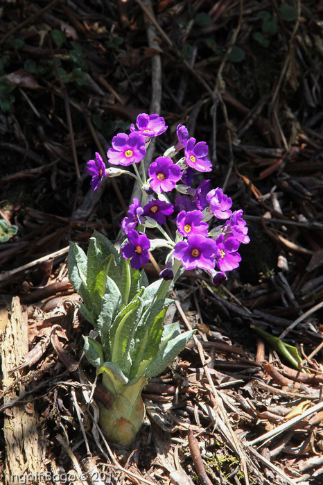 <i>Primula griffithii </i>