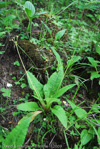 <i>Primula griffithii </i>