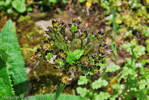 <i>Primula griffithii </i>