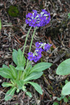 <i>Primula griffithii </i>