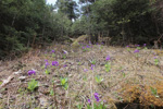 <i>Primula griffithii </i>