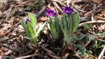 <i>Primula griffithii </i>