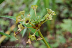 <i>Primula griffithii </i>