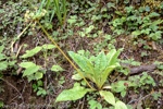 <i>Primula griffithii </i>