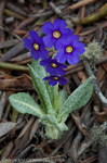 <i>Primula griffithii </i>