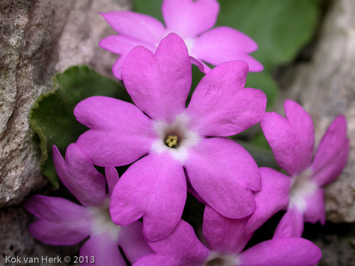 <i>Primula grignensis </i>