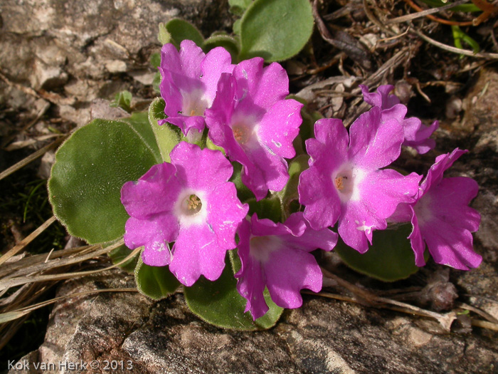 <i>Primula grignensis </i>