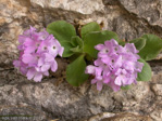 <i>Primula grignensis </i>