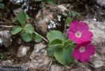 <i>Primula grignensis </i>