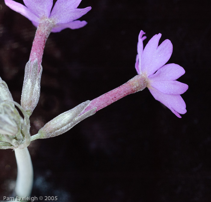 <i>Primula halleri </i>