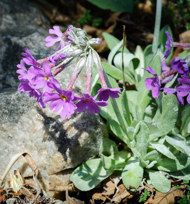 <i>Primula halleri </i>