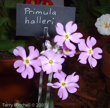 <i>Primula halleri </i>