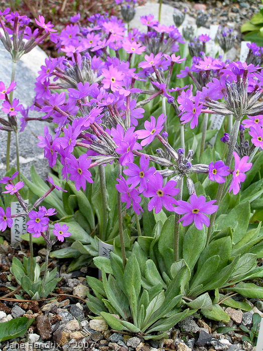 <i>Primula halleri </i>