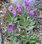 <i>Primula halleri </i>