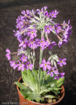 <i>Primula halleri </i>