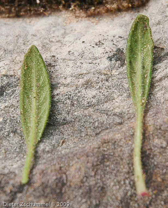 <i>Primula henrici </i>