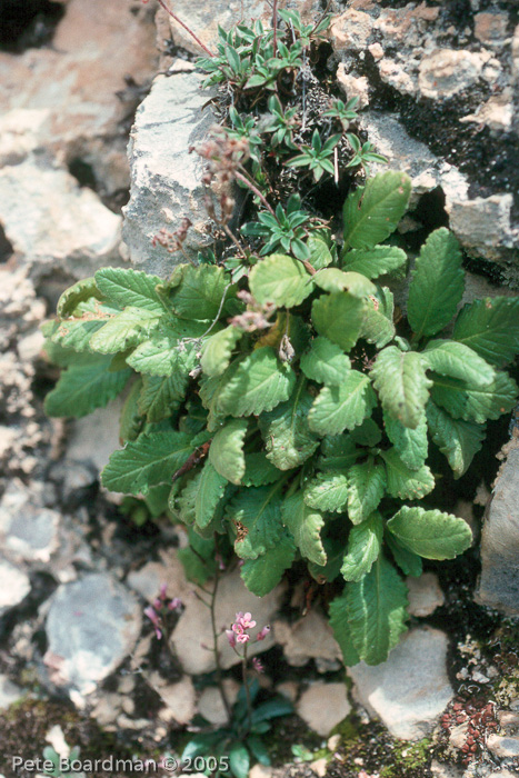 <i>Primula henrici </i>