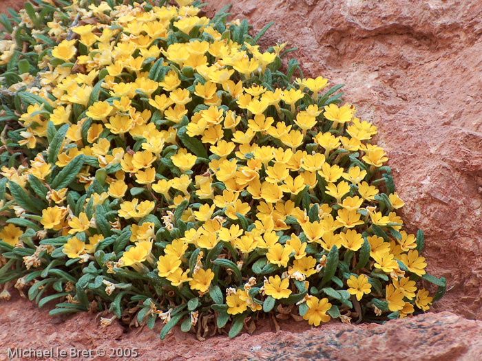 <i>Primula henrici </i>