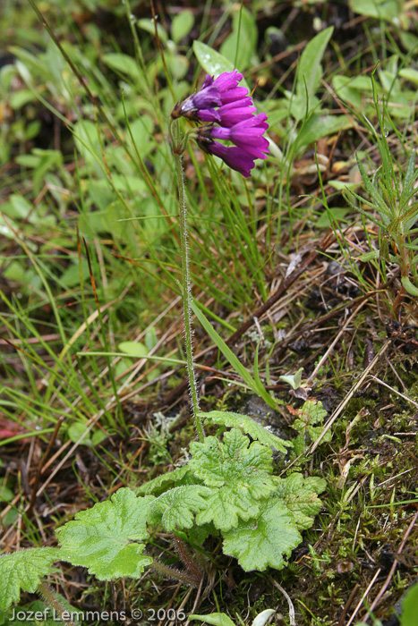 <i>Primula heucherifolia </i>