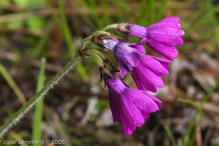 <i>Primula heucherifolia </i>