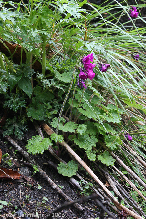 <i>Primula heucherifolia </i>