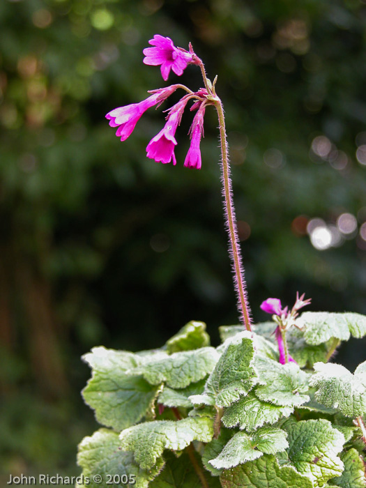 <i>Primula heucherifolia </i>