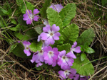 <i>Primula hoffmanniana </i>