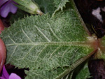 <i>Primula hoffmanniana </i>