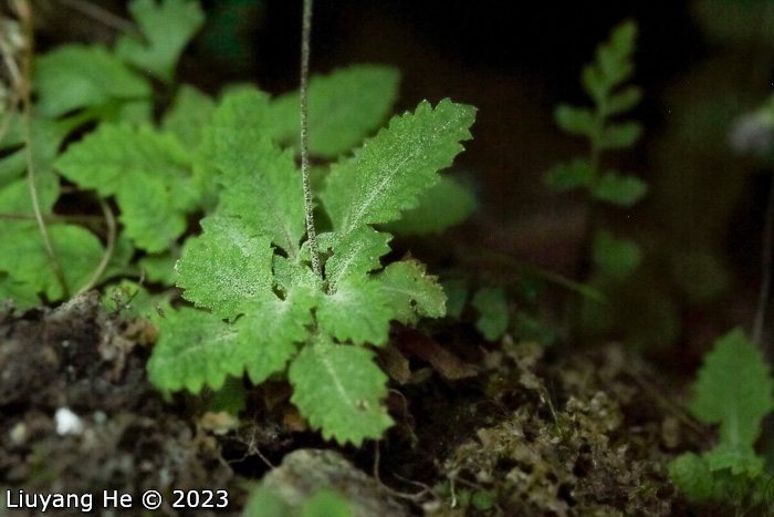 <i>Primula homogama </i>