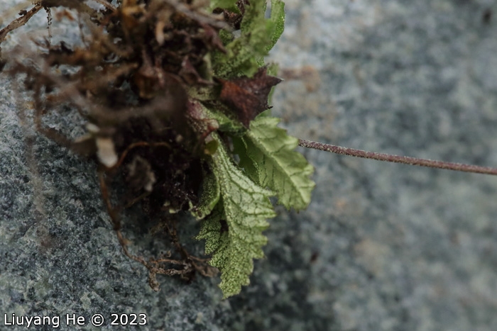 <i>Primula homogama </i>