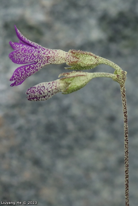 <i>Primula homogama </i>