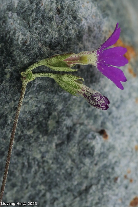 <i>Primula homogama </i>