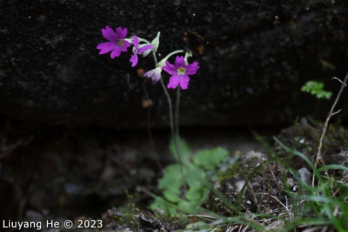 <i>Primula homogama </i>