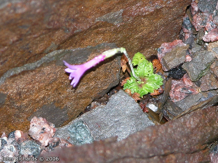 <i>Primula homogama </i>